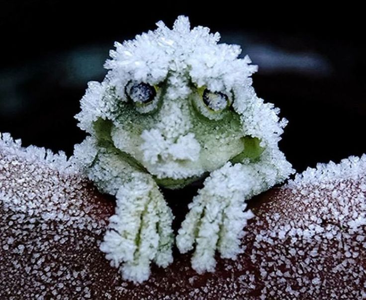 Frogs That Freeze! How Wood Frogs Survive Winter's Chill.